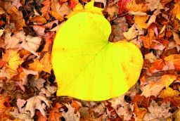 <p>Autumn feeling: 6 tips for turning fall into the best season of the year</p> in 